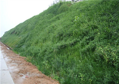 hydroseeding for green slope protection